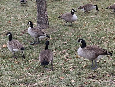 Get rid of geese in yards, landscapes, ponds. Stop the damage and dangers geese cause on landscapes.