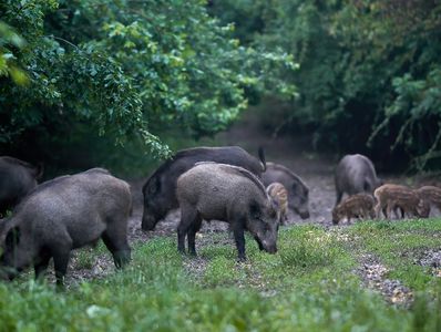Get rid of wild pigs/feral pigs/wild hogs. Stop wild hog/pig damage to landscapes.