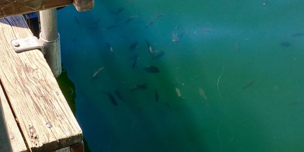 Fish at Fish lake, just minutes from Peaceful Pines RV Park & Campground, Cheney, WA