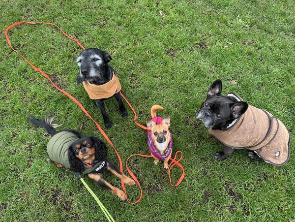 Four dogs wearing cozy jackets on grass looking up.