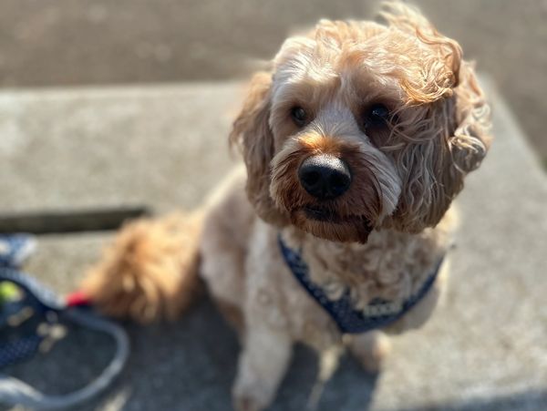Curly-haired dog sitting outdoors.