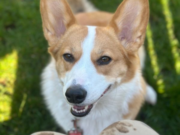 Happy corgi looking up outdoors.