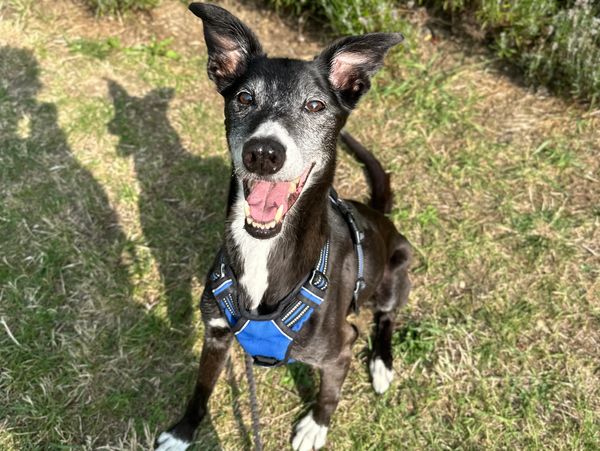 Happy black and white dog sitting on grass in a blue harness.