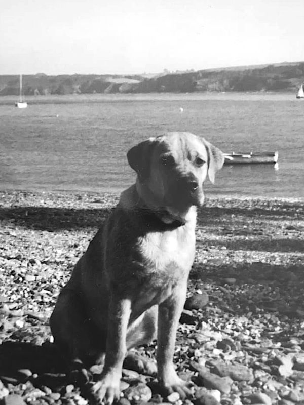 Dog sitting on a rocky beach by the water.