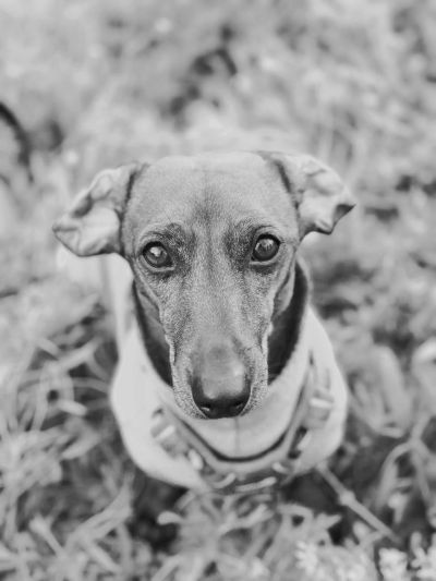 Black and white close-up of a small dog with expressive eyes.