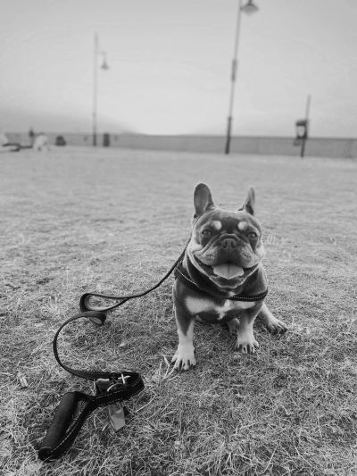 Happy French Bulldog sitting on grass with leash.
