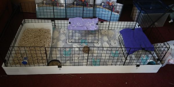 2x4 C & C habitat for up to 2 guinea pigs