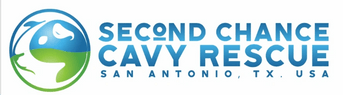 Second Chance Cavy