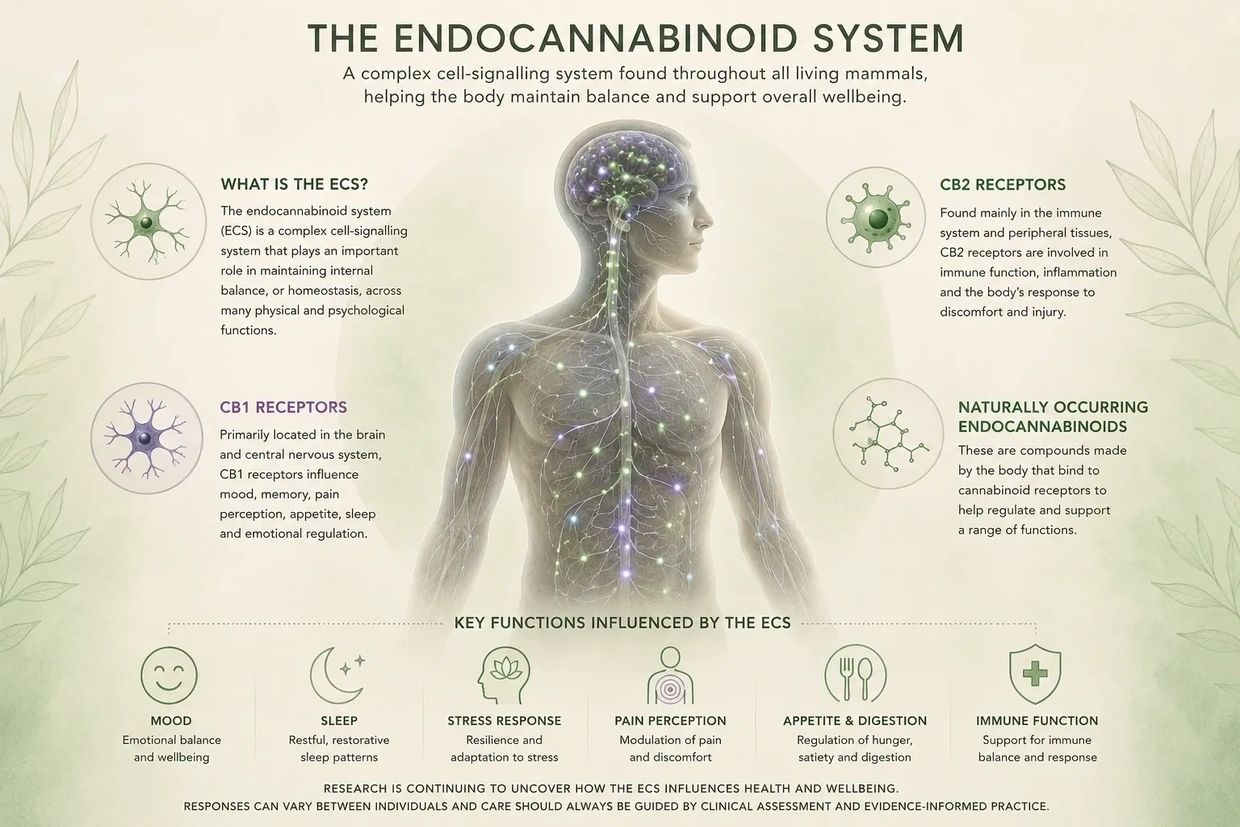 Diagram explaining the endocannabinoid system and its key functions in the human body.
