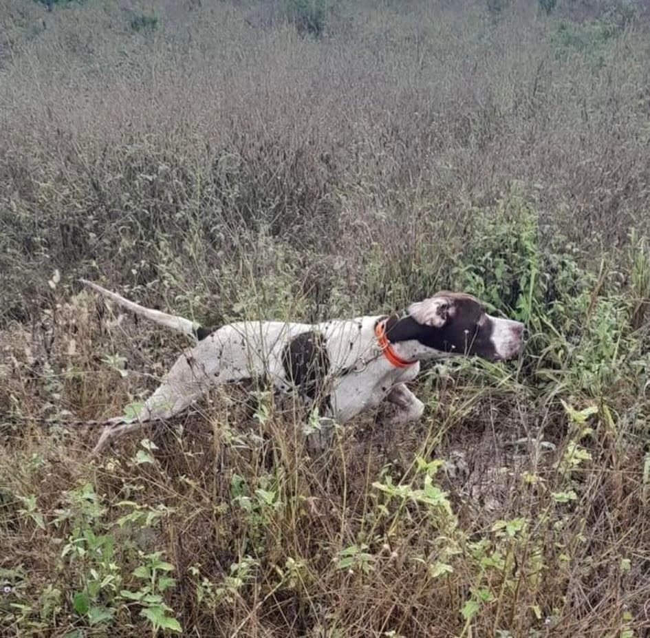 Yucatan Wingshooting
