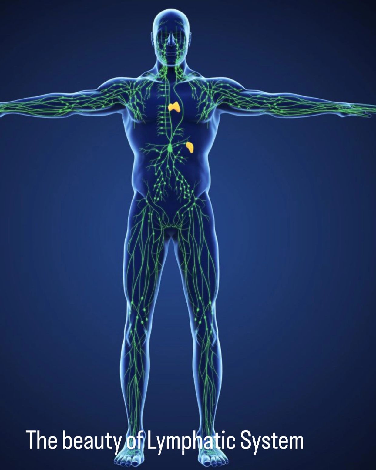 Human body with highlighted lymphatic system.