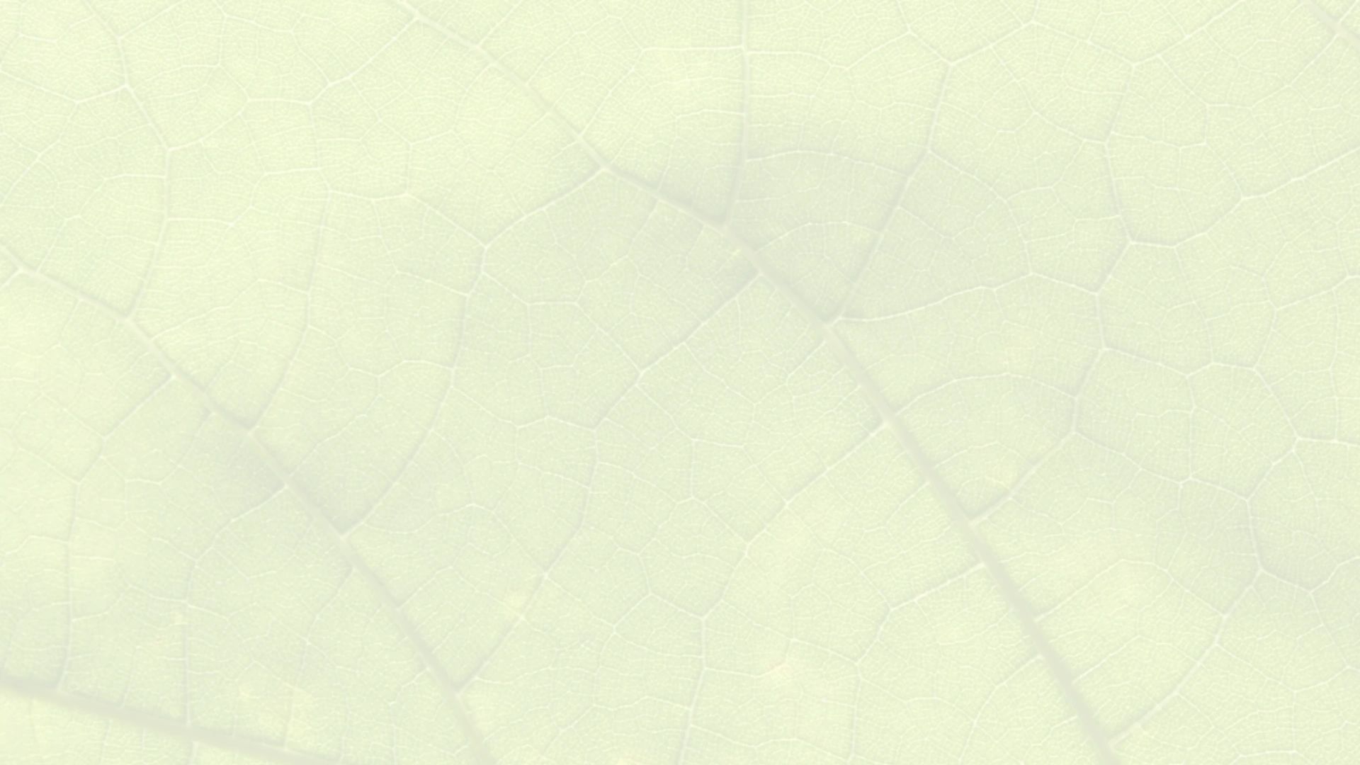 Close-up of a pale leaf vein structure.