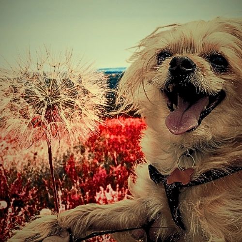 A photo of a smiling happy dog on a hike, posing with a dandelion blossom