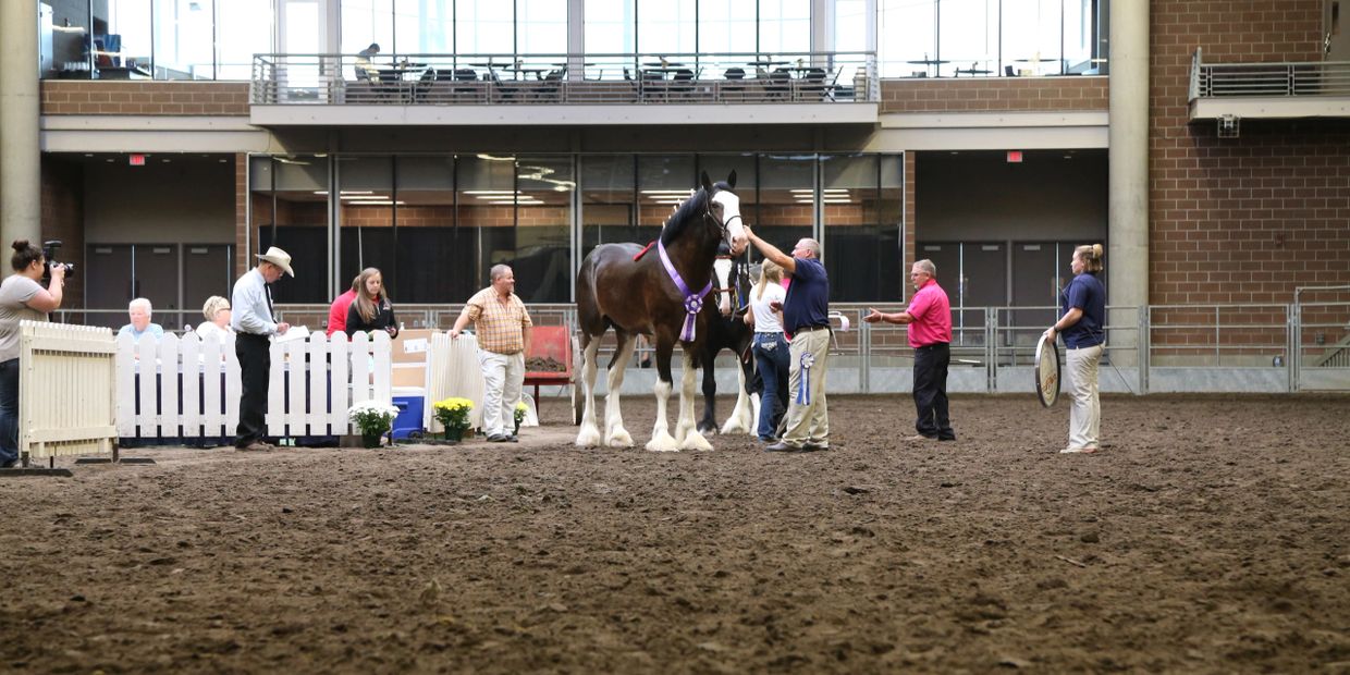 Soaring Eagle Farms Angus, Clydesdales