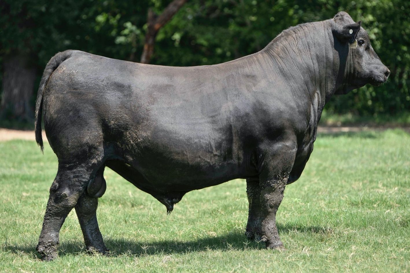 SEFBlack Angus Soaring Eagle Farms