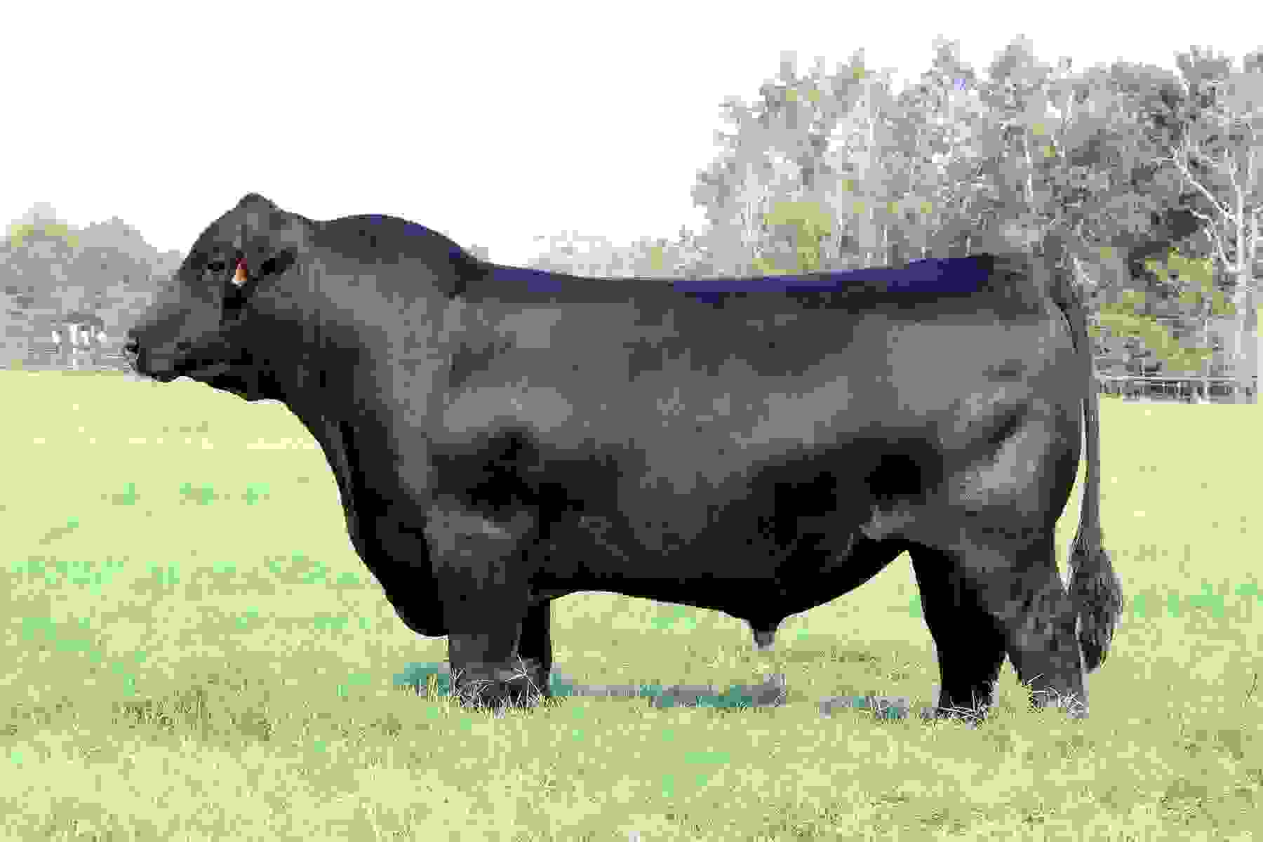 SEFBlack Angus Soaring Eagle Farms