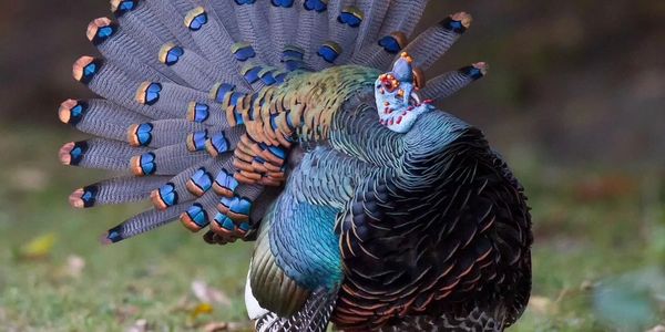 Ocellated Turkey Hunts 