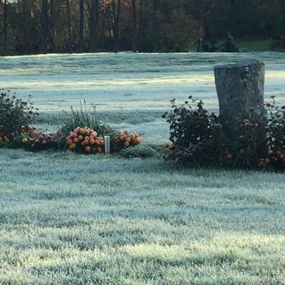 An early frost covered our flower bed one season. We plant flowers at every tee box.