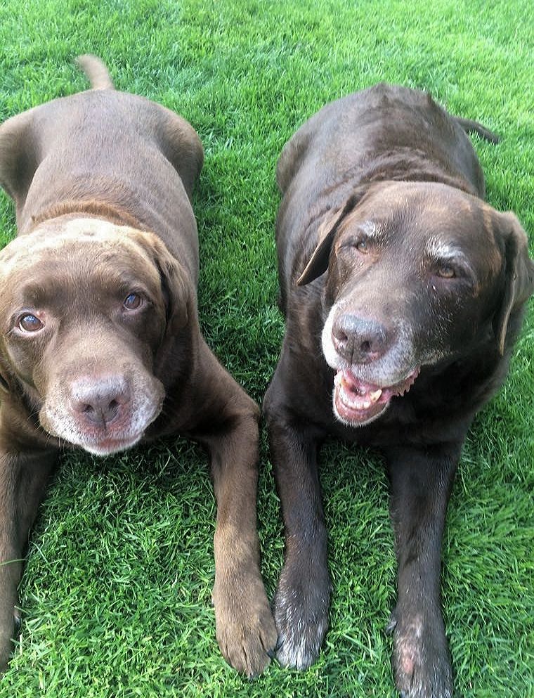 Barking Boarding Dog Boarding, Dog Boarding East Lothian