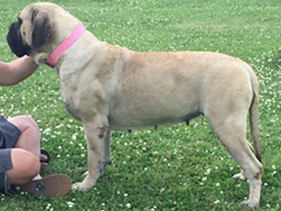 Mastiff, AKC Mastiff