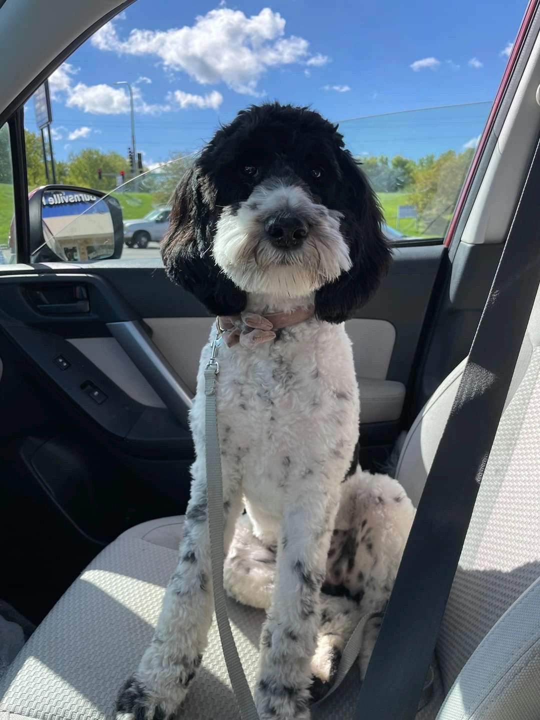 Are Poodles Guardian Dogs