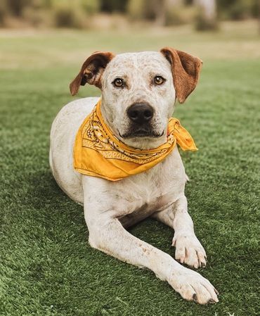 Dog with yellow bandana lying on grass.
