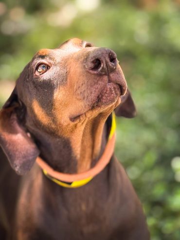 Close-up of a Doberman dog looking up.