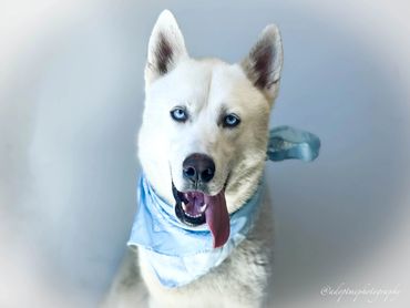 Siberian Husky with bright blue eyes and a blue bandana.