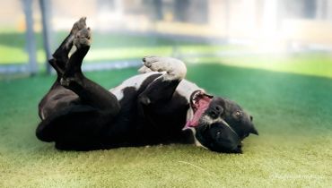Black dog joyfully lying on grass.