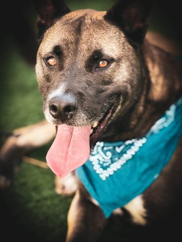 Close-up of a happy dog with a blue bandana.
