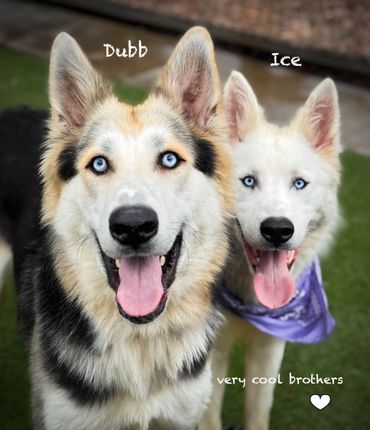 Two happy blue-eyed dogs named Dubb and Ice with tongues out.