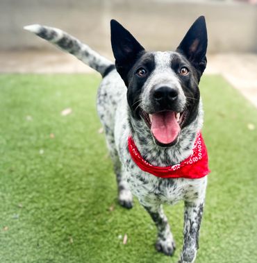 Happy black and white dog with a red bandana standing on grass.