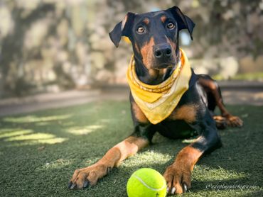 Doberman dog wearing a yellow bandana lying on grass with a tennis ball.