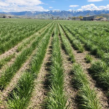 Rows of green crops growing in a field with mountains in the background.