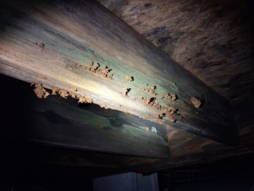 Fungal growth on floor joists in a Fayetteville, TN crawlspace. Found by Atchley Home Inspections.