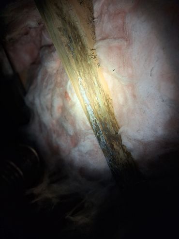 Wood rot and fungal growth on a crawlspace floor joist found during an Athens, AL home inspection.