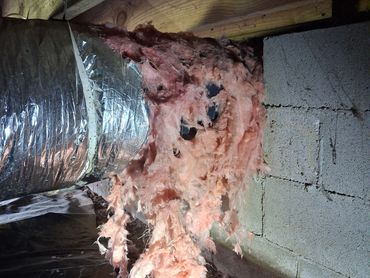 Shredded and falling fiberglass insulation on an HVAC flex duct in a Fayetteville, TN crawlspace.