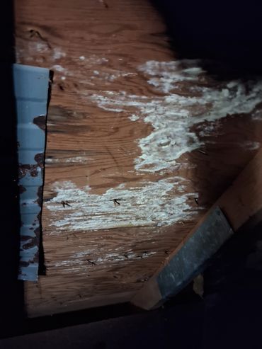 Organic growth on wooden subflooring inside a crawlspace found during a Kelso, TN home inspection.