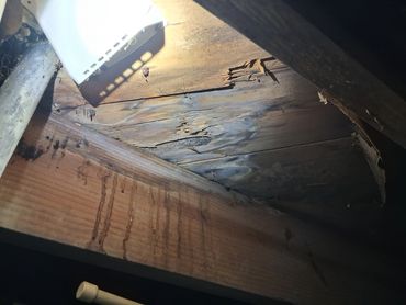 Sub floor rot and mold from dryer duct found in Fayetteville, TN by Atchley Home Inspections.