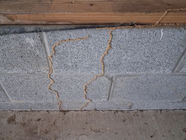 Termite mud tubes on a concrete block foundation found during a Cross Plains, TN home inspection.