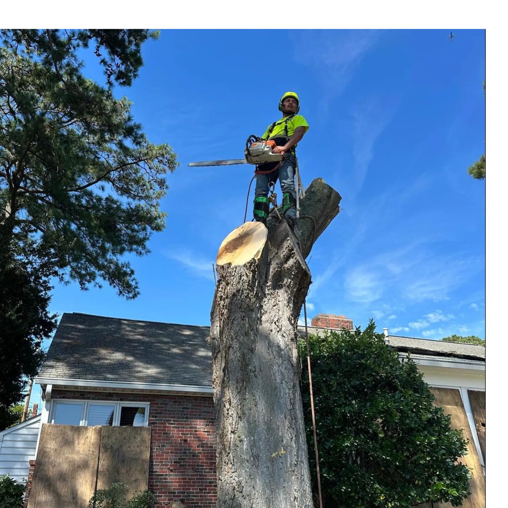 Expert Tree Removal Services You Can Trust