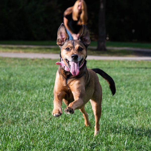 Happy dog running in the grass with a smiling woman in the background.