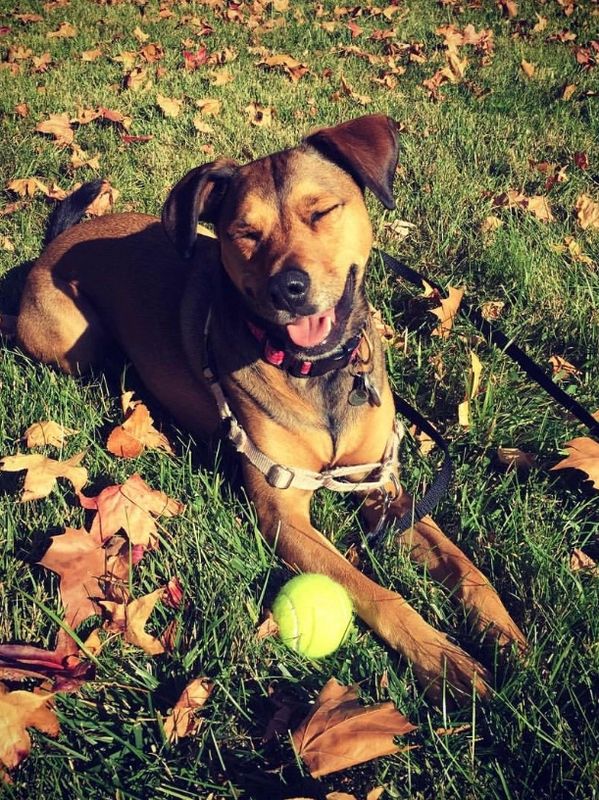 Happy dog resting on grass with a tennis ball.