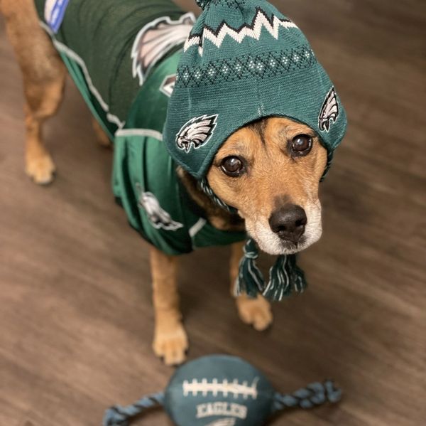Philadelphia Eagles, football, dog, Philly