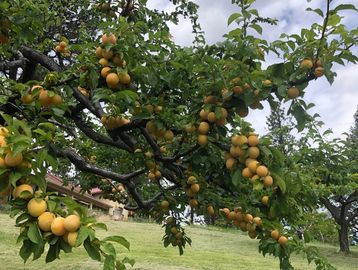 Golden Plums 