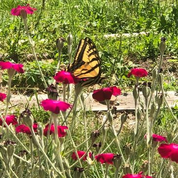 Butterfly landing on a flower