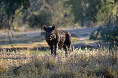 Feral Animal Control WA