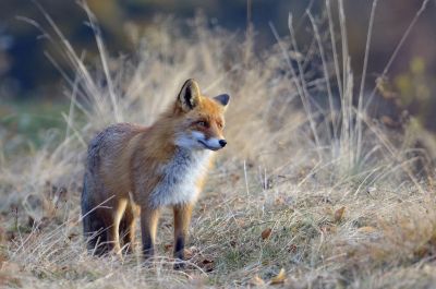 Fox Control Western Australia
