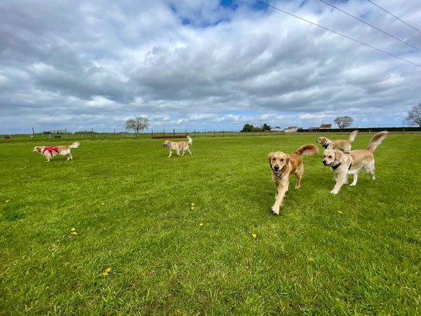 Petfood Supplies dog park