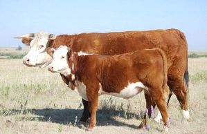 Hereford cattle
